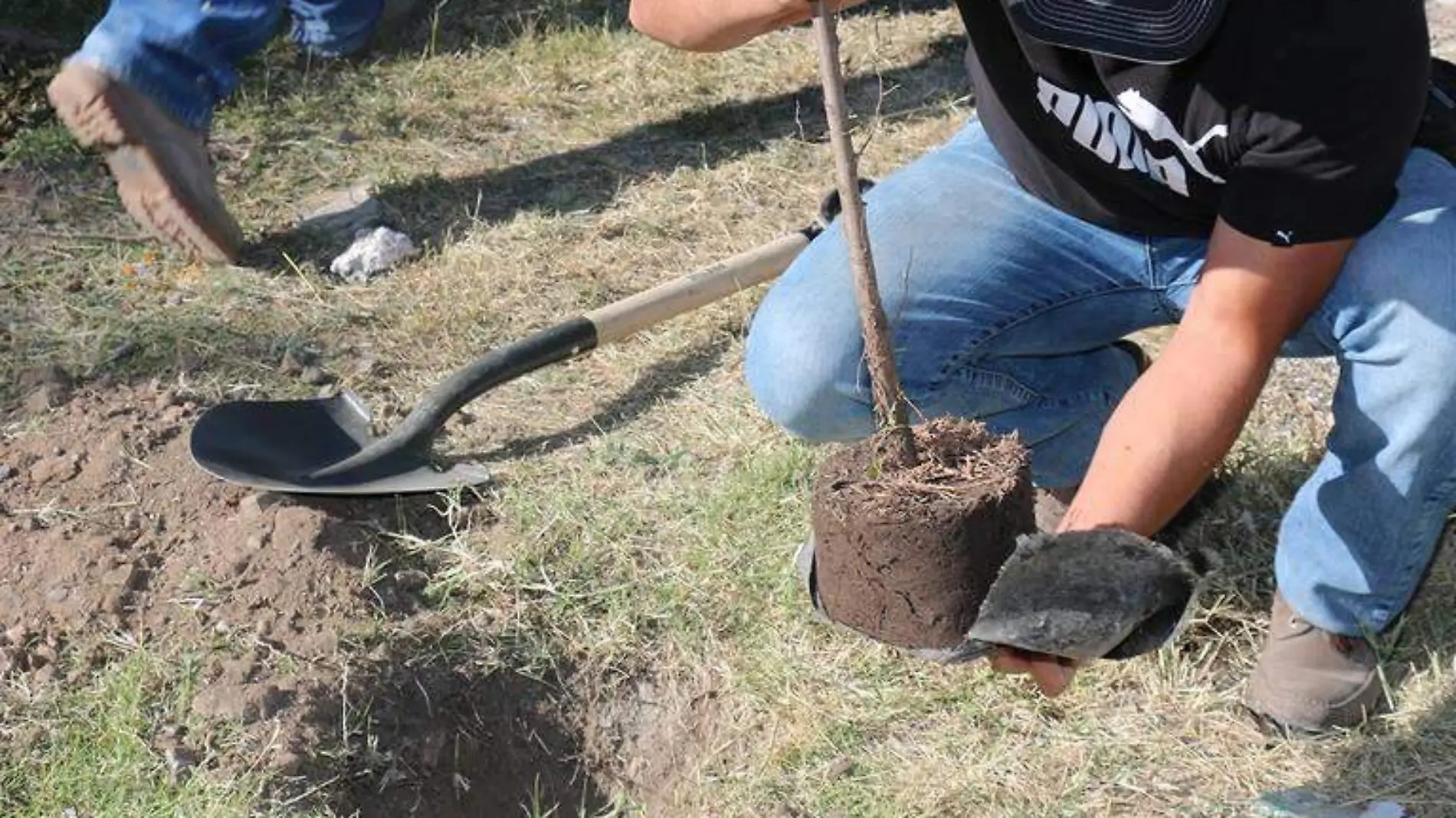 reforestacion julio 2